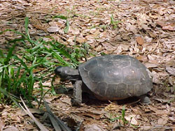 This turtle lives next to our camp,  and seems friendly so far...